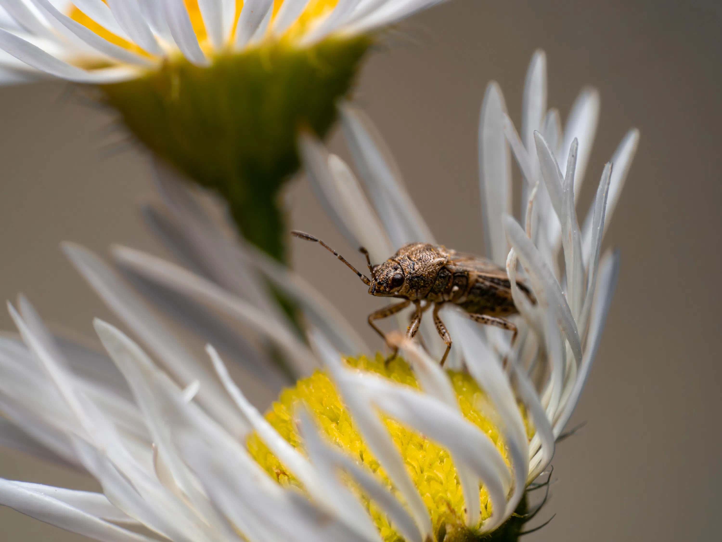 Liorhyssus hyalinus