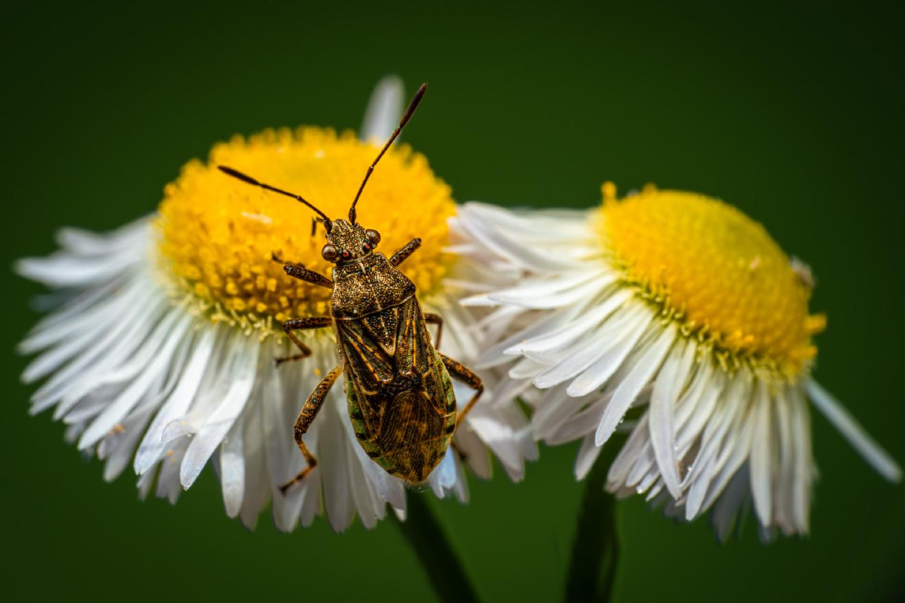 Hyaline Grass Bug – No. 1