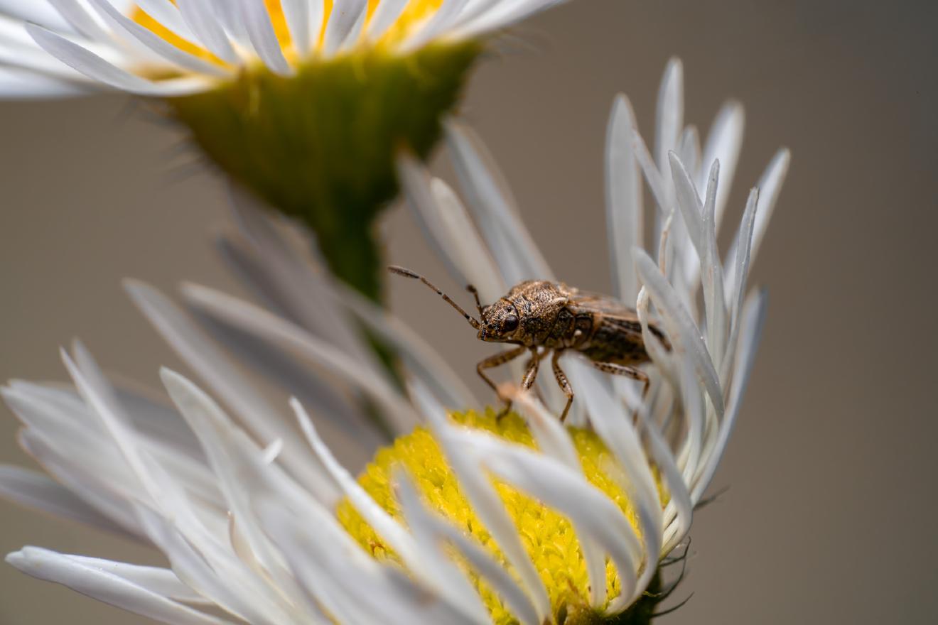 Hyaline Grass Bug – No. 2