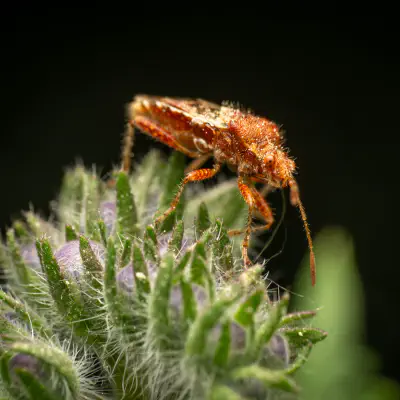 Rötliche Glasflügelwanze