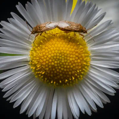 Rhopale à taches noires