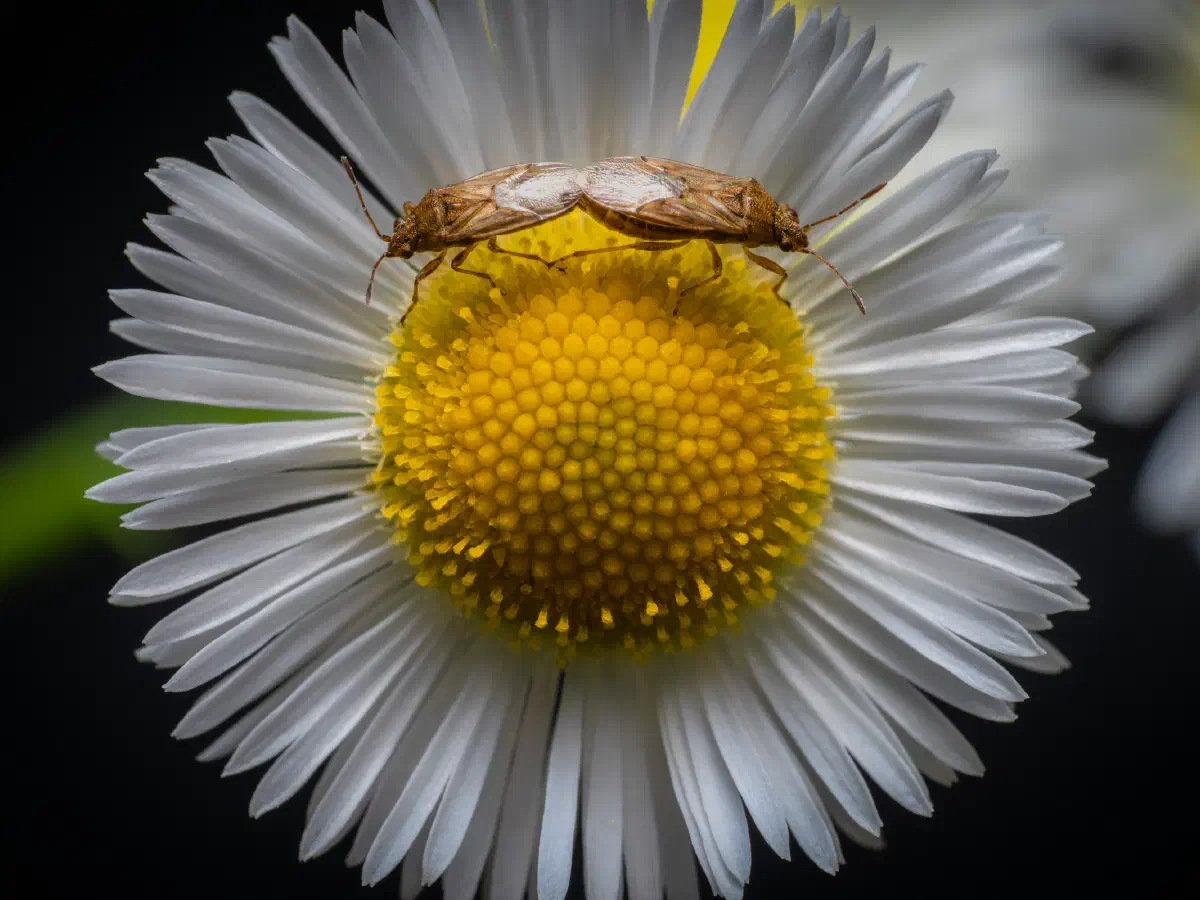 Rhopale à taches noires