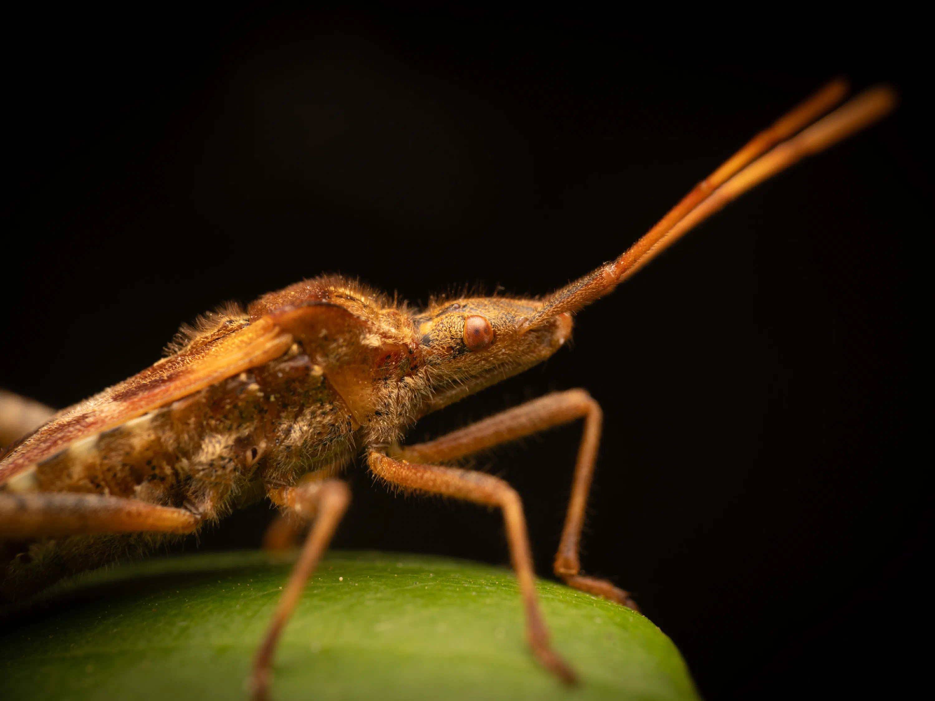 Western Conifer Seed Bug
