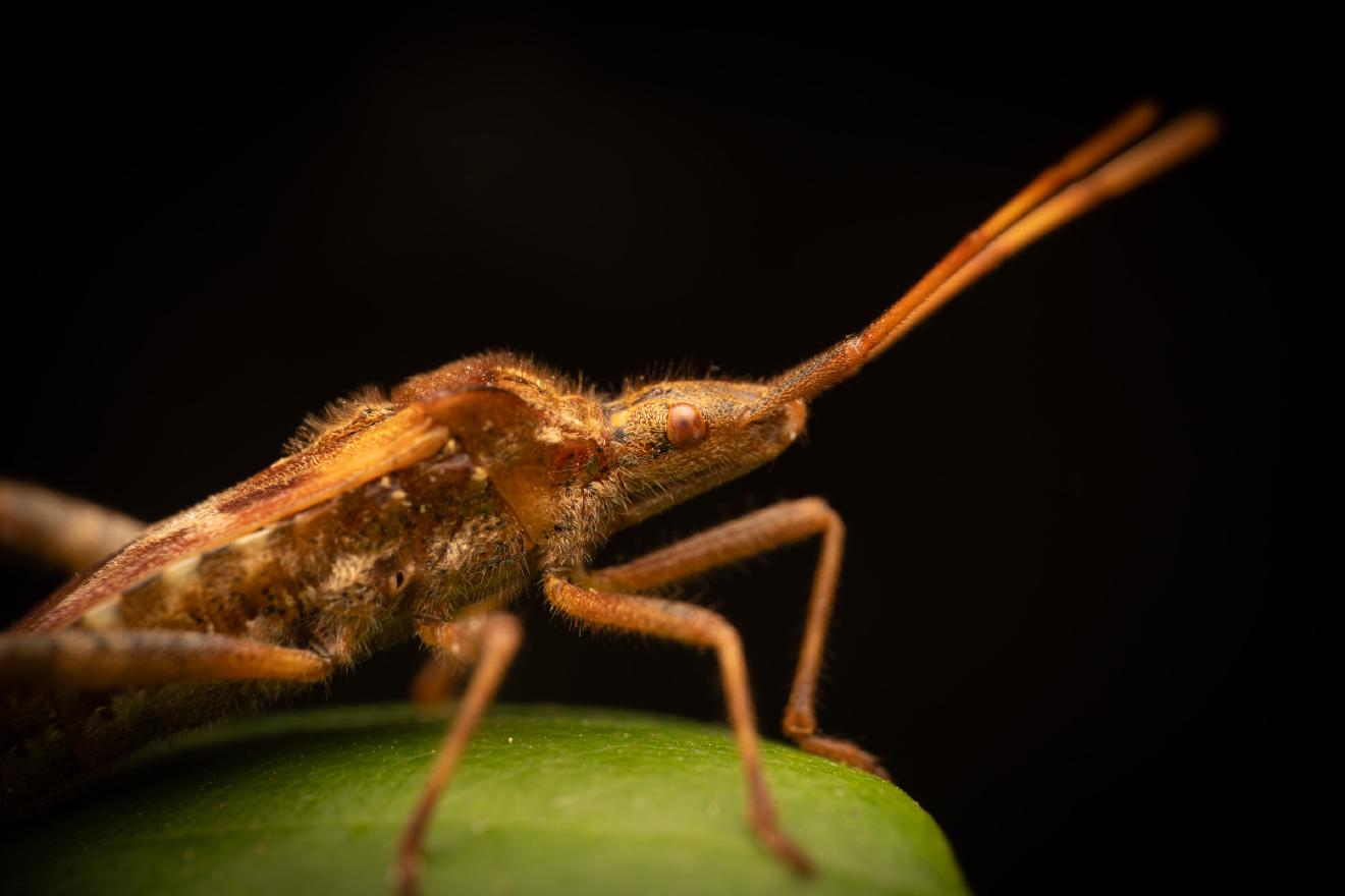 Western Conifer Seed Bug – No. 1