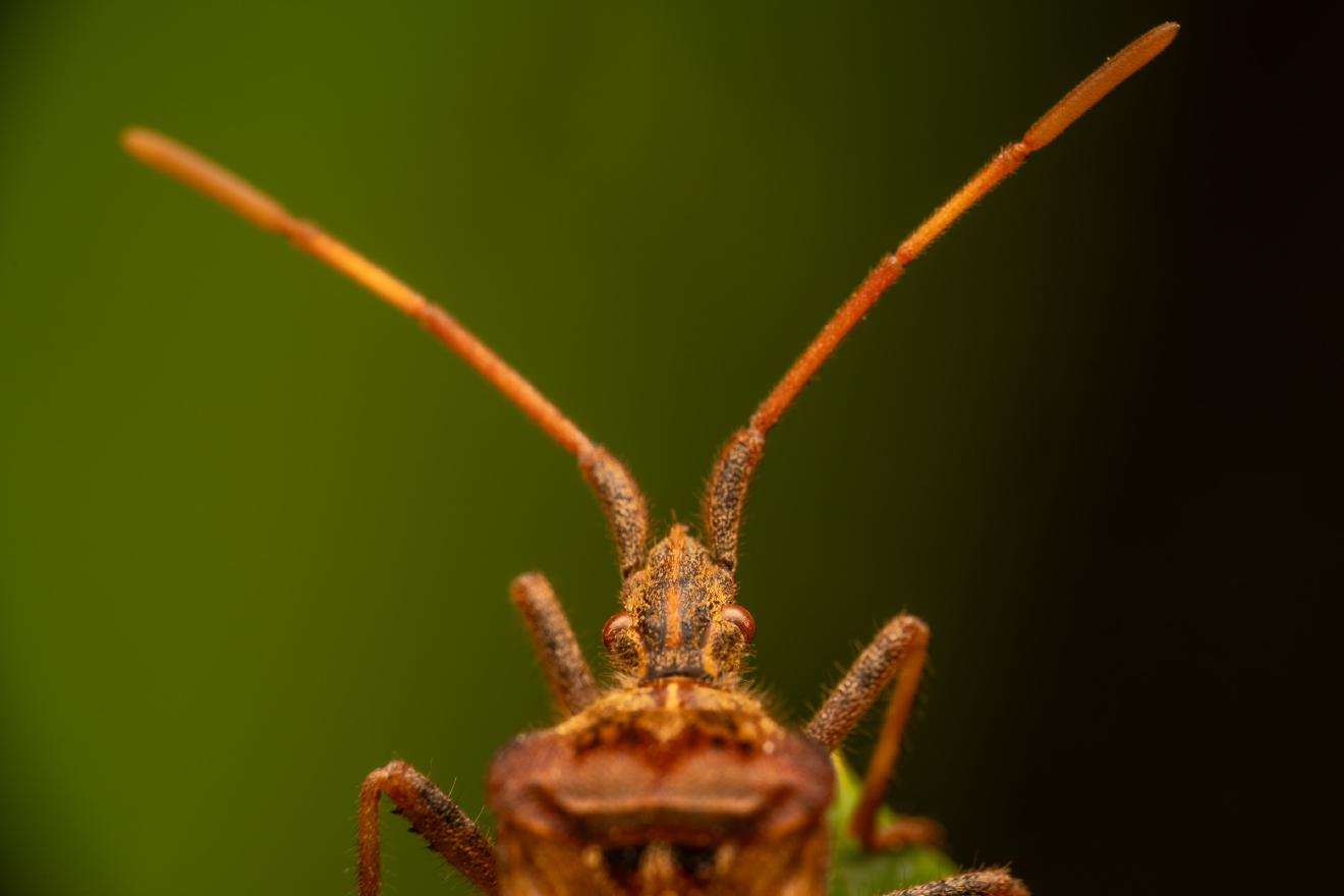 Western Conifer Seed Bug – No. 2