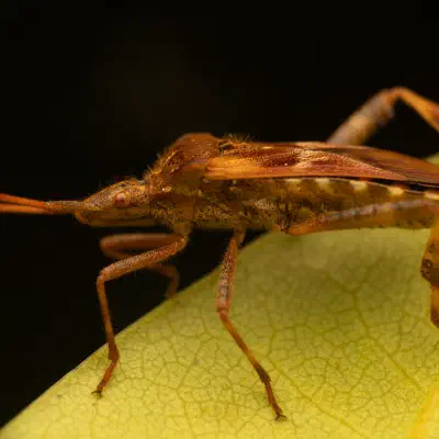 Western Conifer Seed Bug