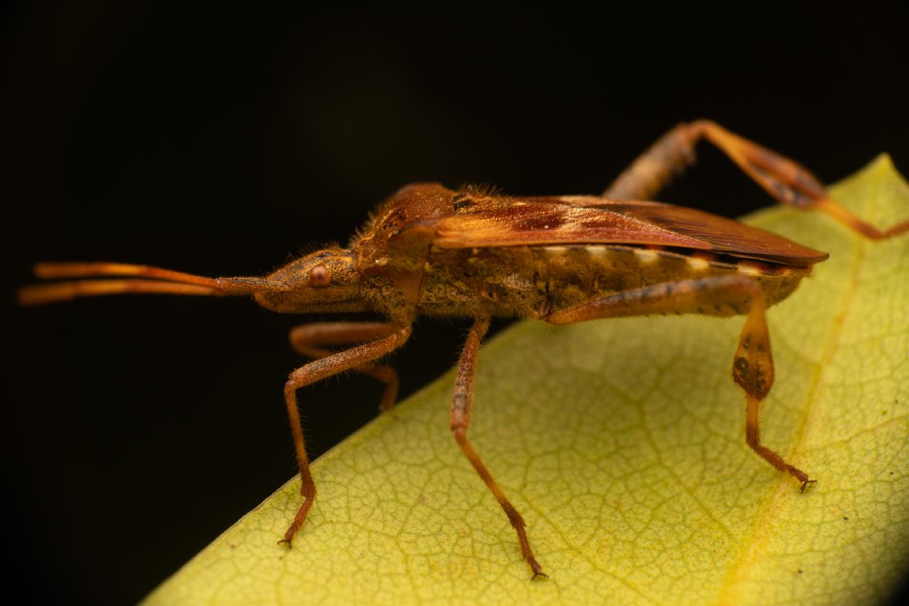 Western Conifer Seed Bug – No. 3