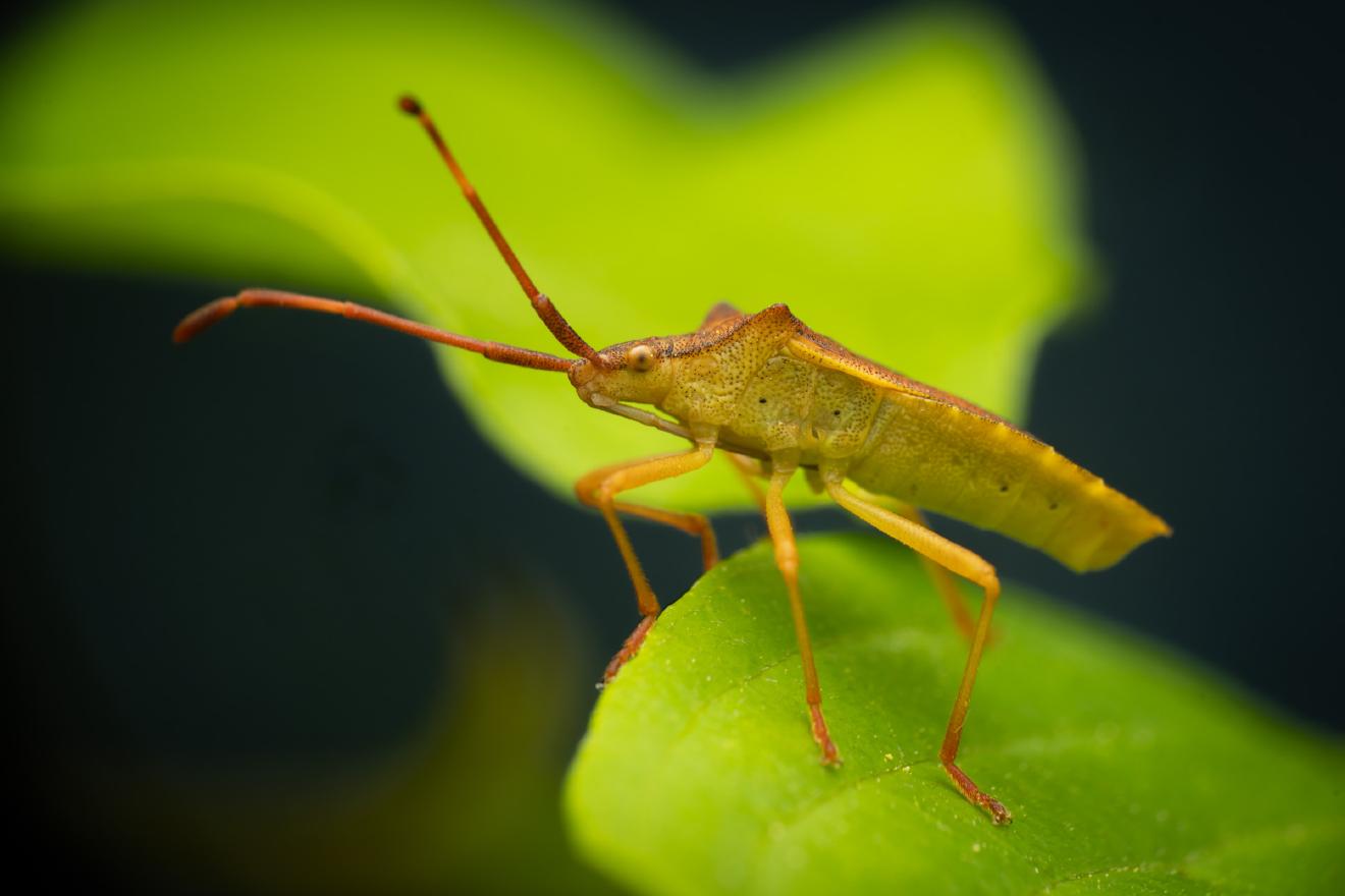 Box Bug – No. 1