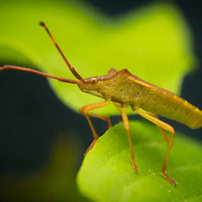 Box Bug