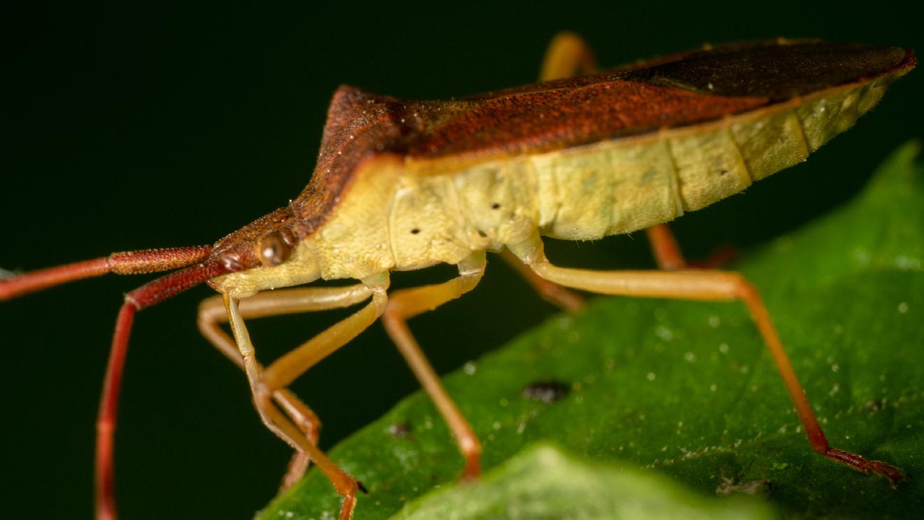 Box Bug – No. 2