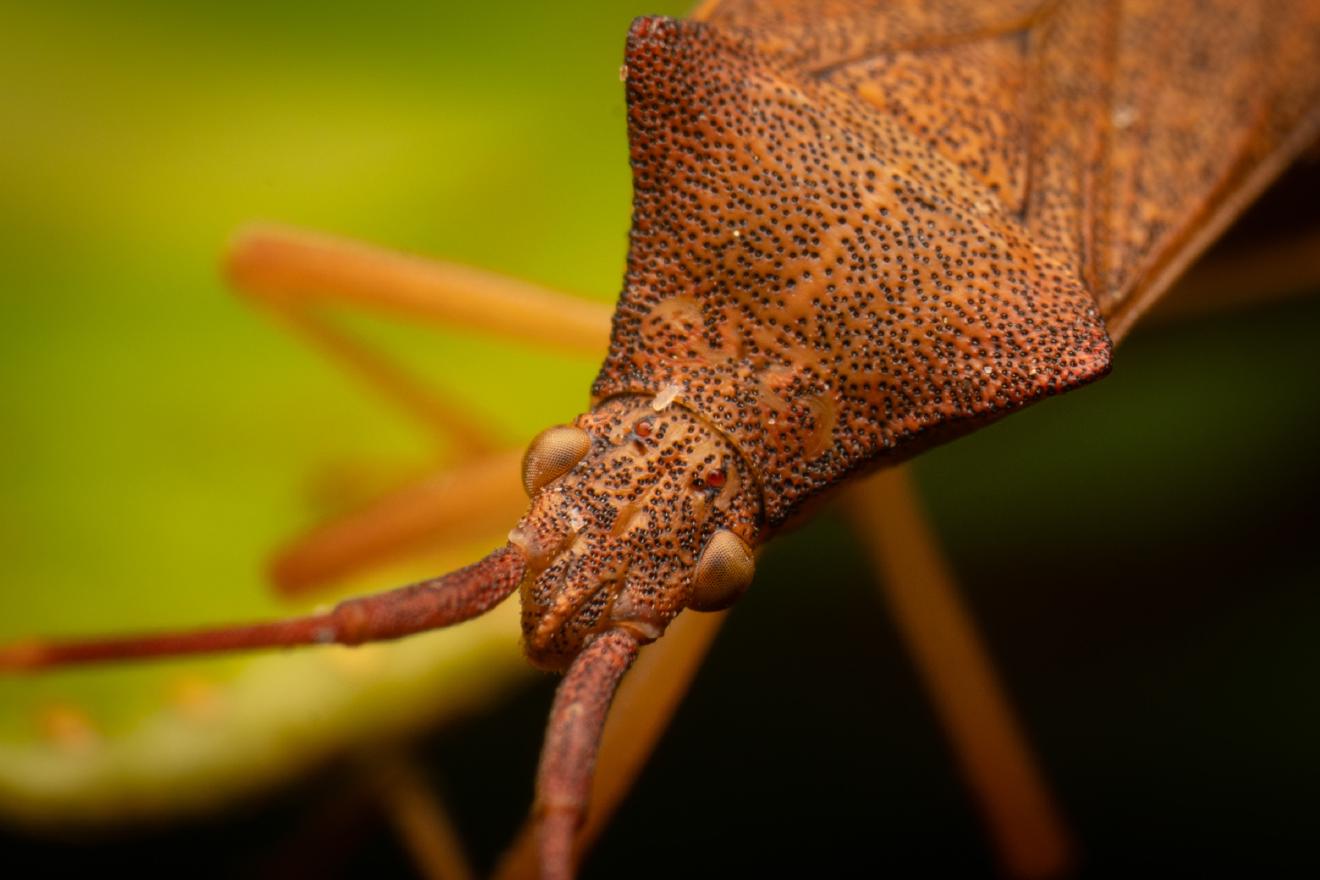 Box Bug – No. 3
