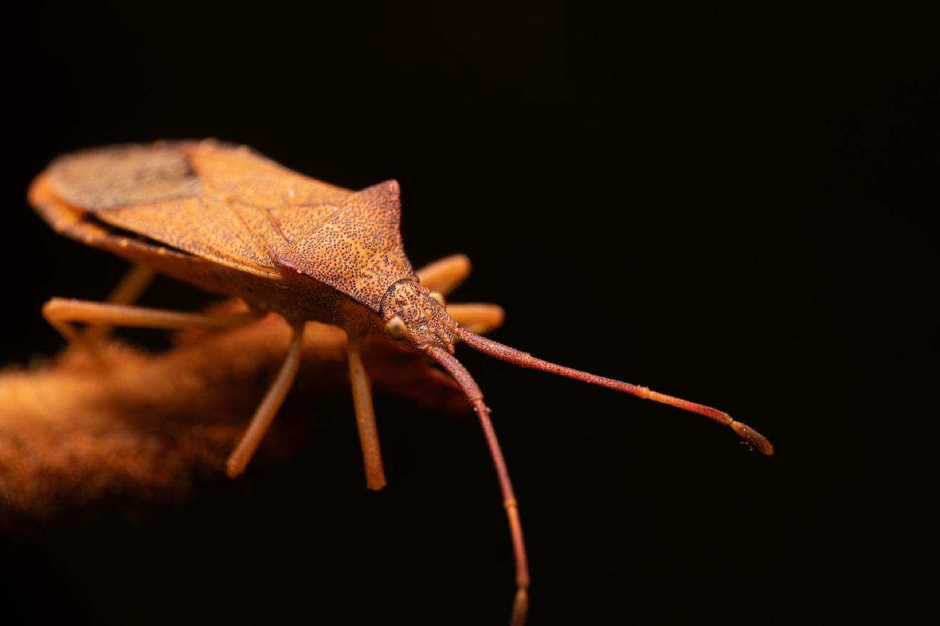 Box Bug – No. 4