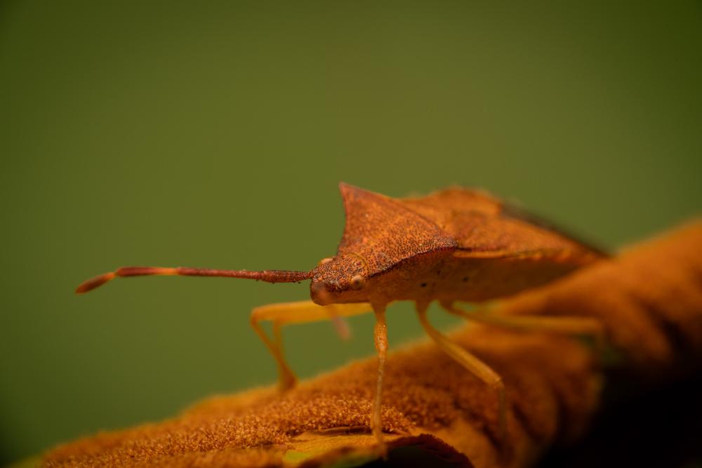 August 10, 2024 – Issue No. 358
– Issue No. 358: “Box Bug“ Box Bug