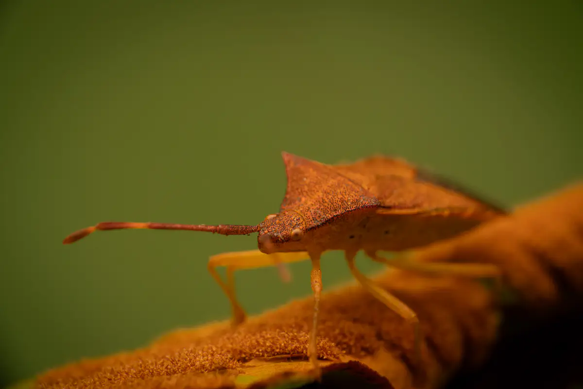 Box Bug – No. 5