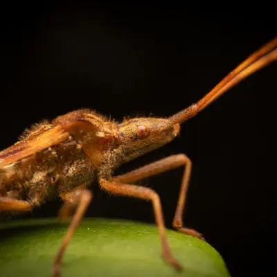 Leaf-footed Bugs