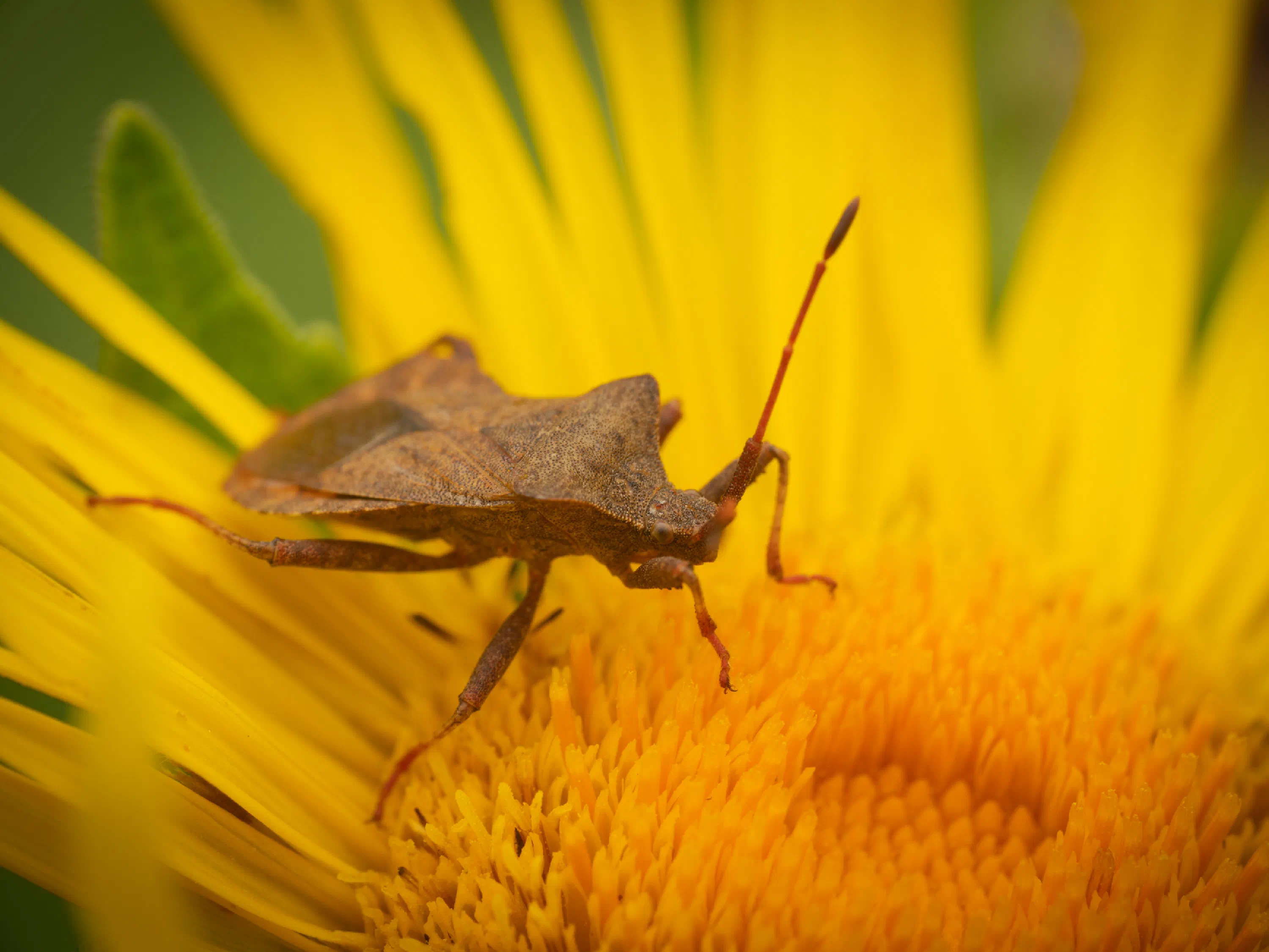 Coreus marginatus