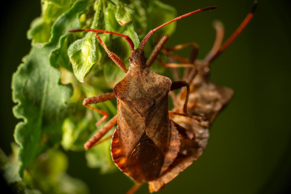 February 12, 2024 – Issue No. 178
– Issue No. 178: “Dock Bug“ Dock Bug