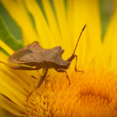 Dock Bug