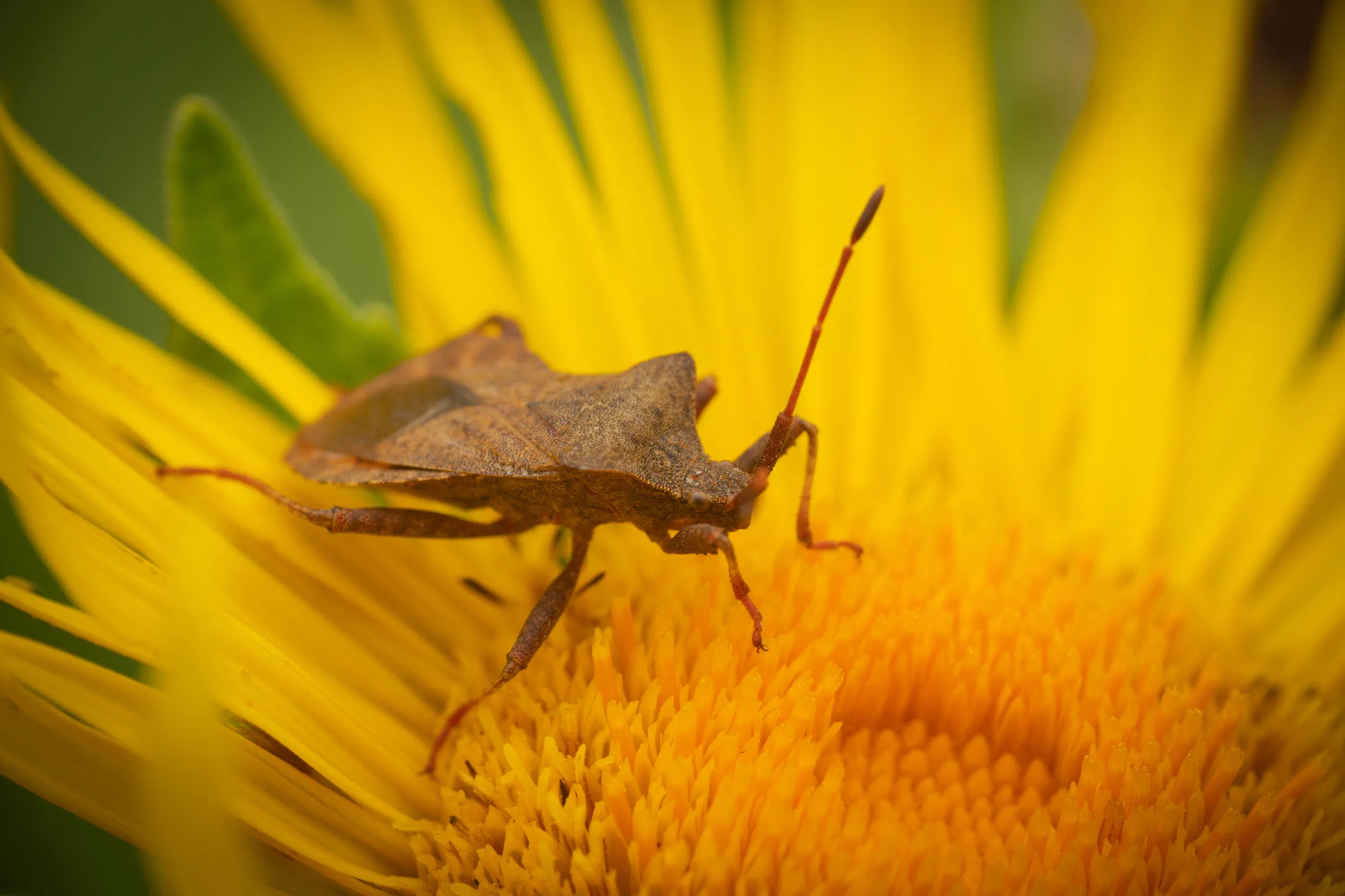 Dock Bug