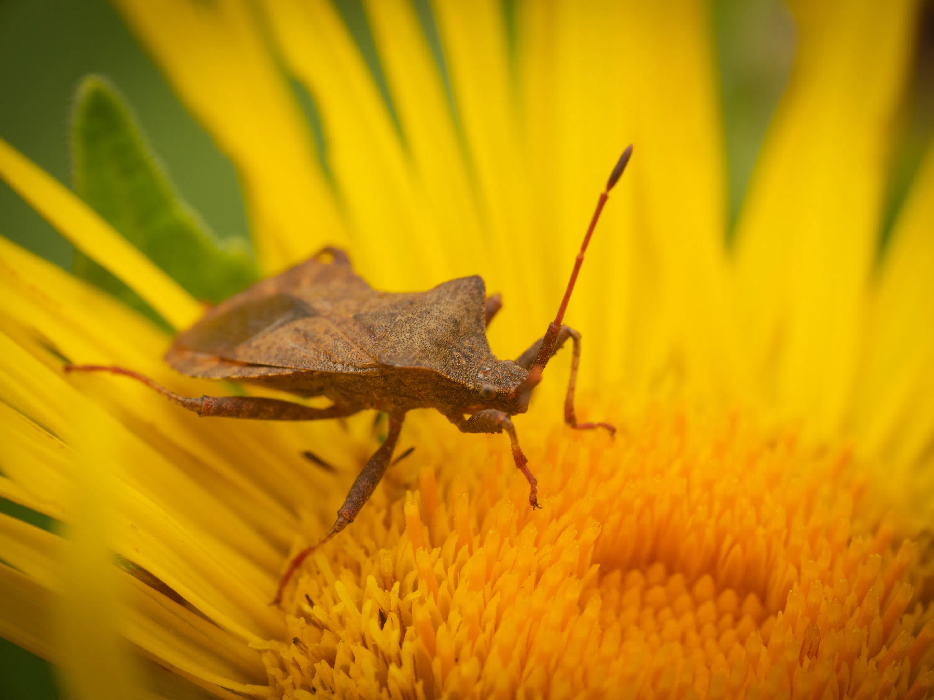 Dock Bug