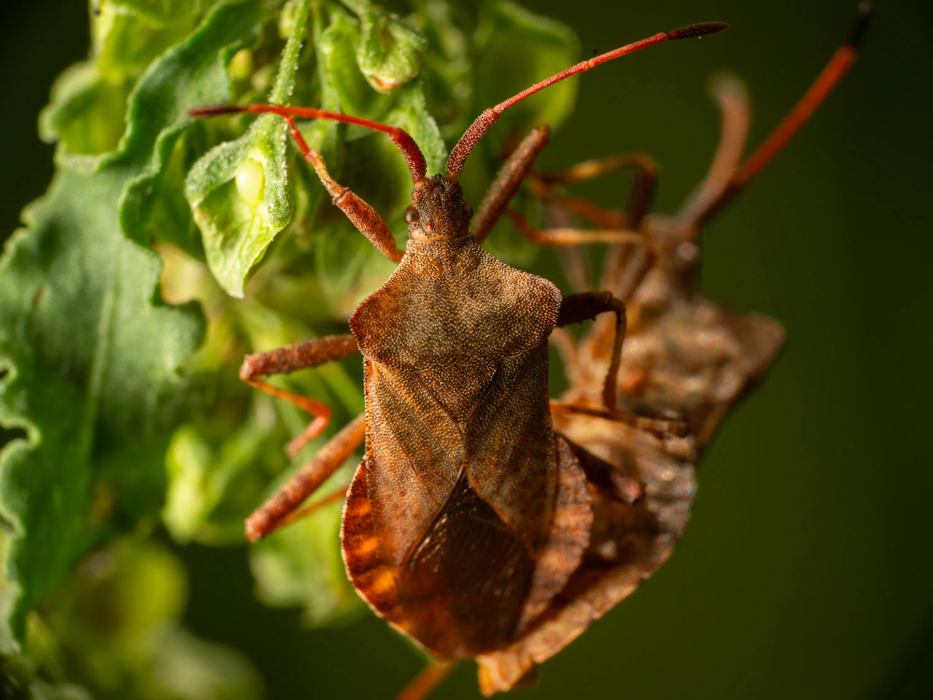 Coreus marginatus