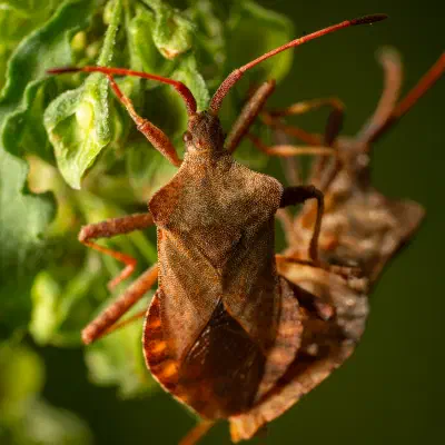 Coreus marginatus