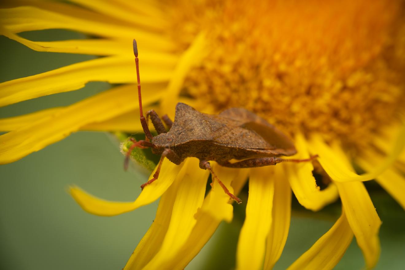 Dock Bug – No. 2