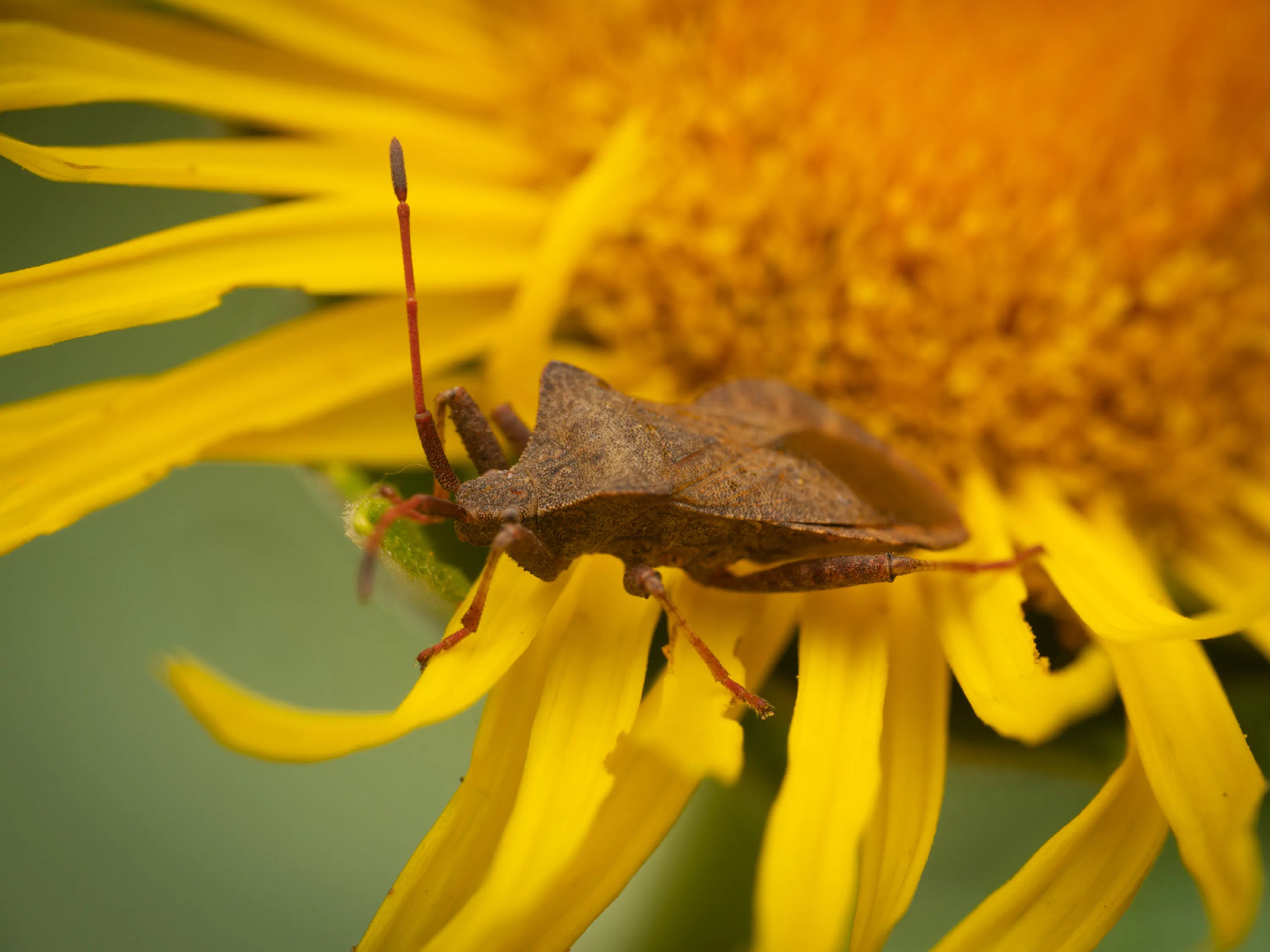 Dock Bug