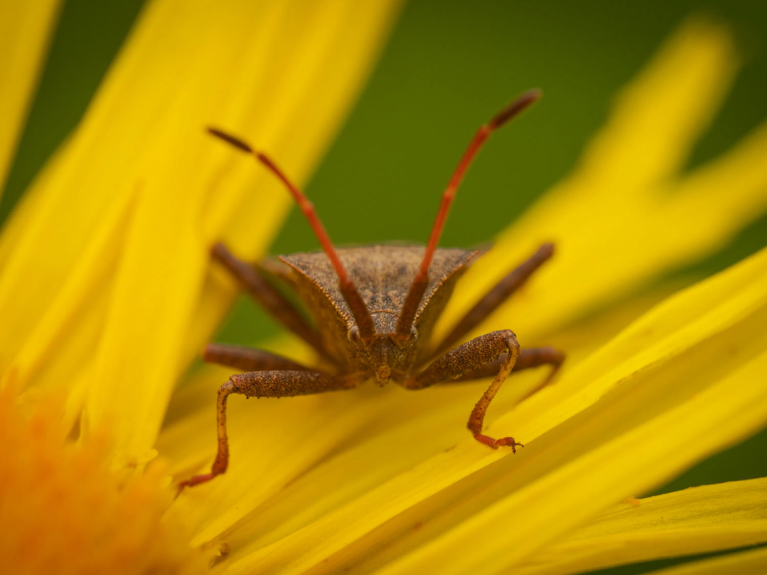 Dock Bug