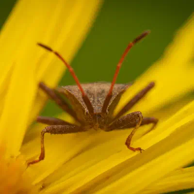 Dock Bug