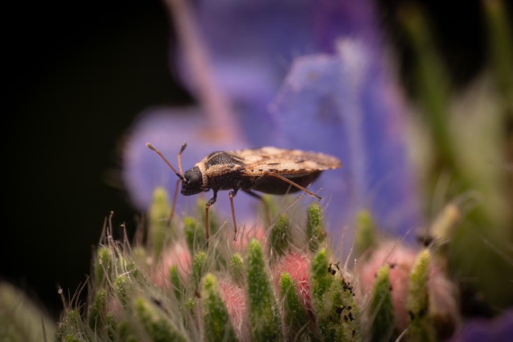 October 2, 2024 – Issue No. 411
– Issue No. 411: “Bugloss' Lace Bug“ Bugloss' Lace Bug