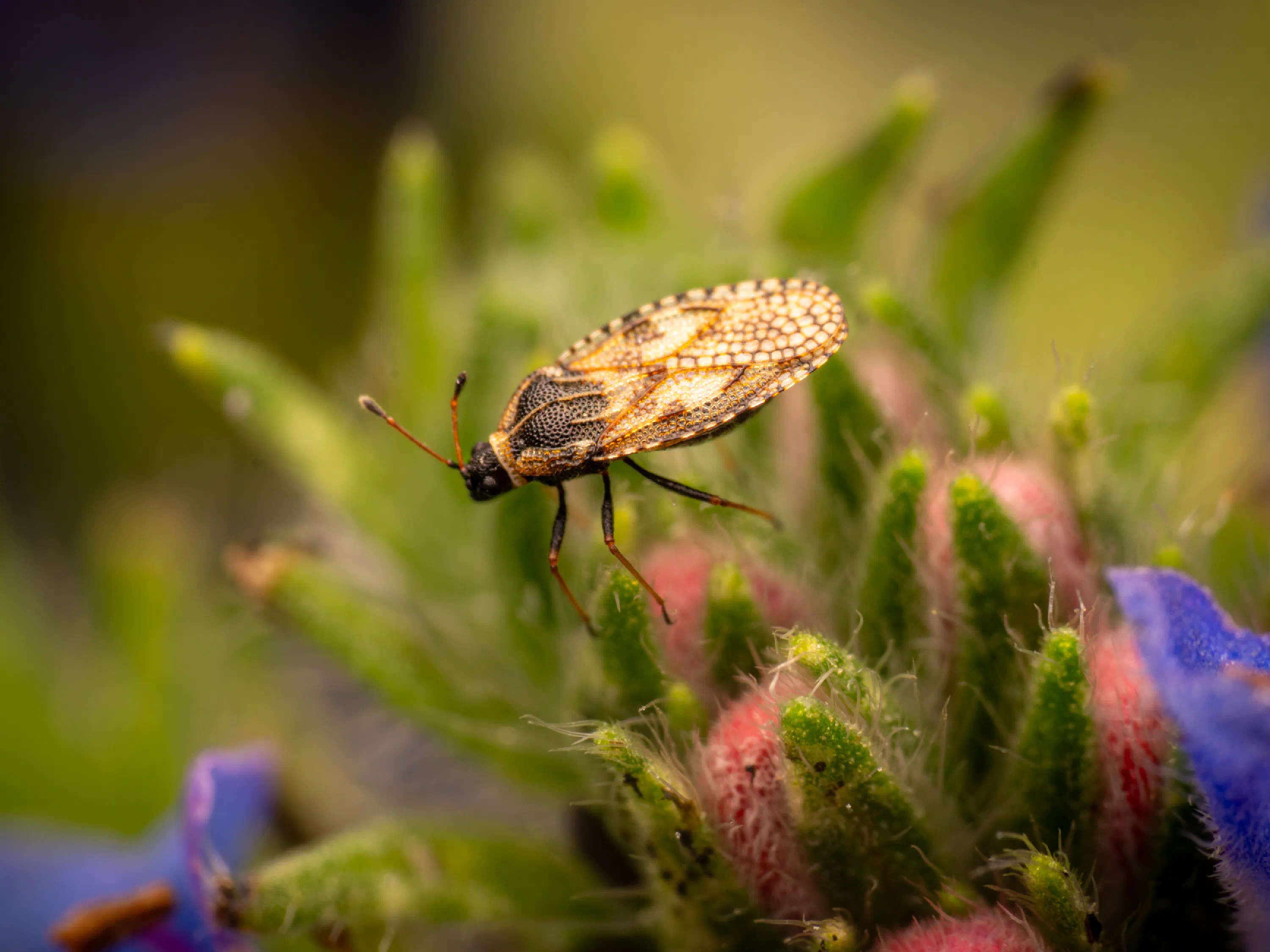 Dictyla echii