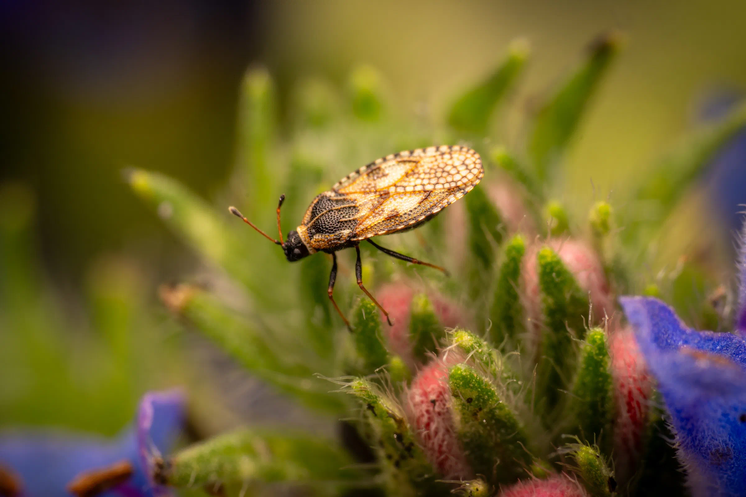Dictyla echii