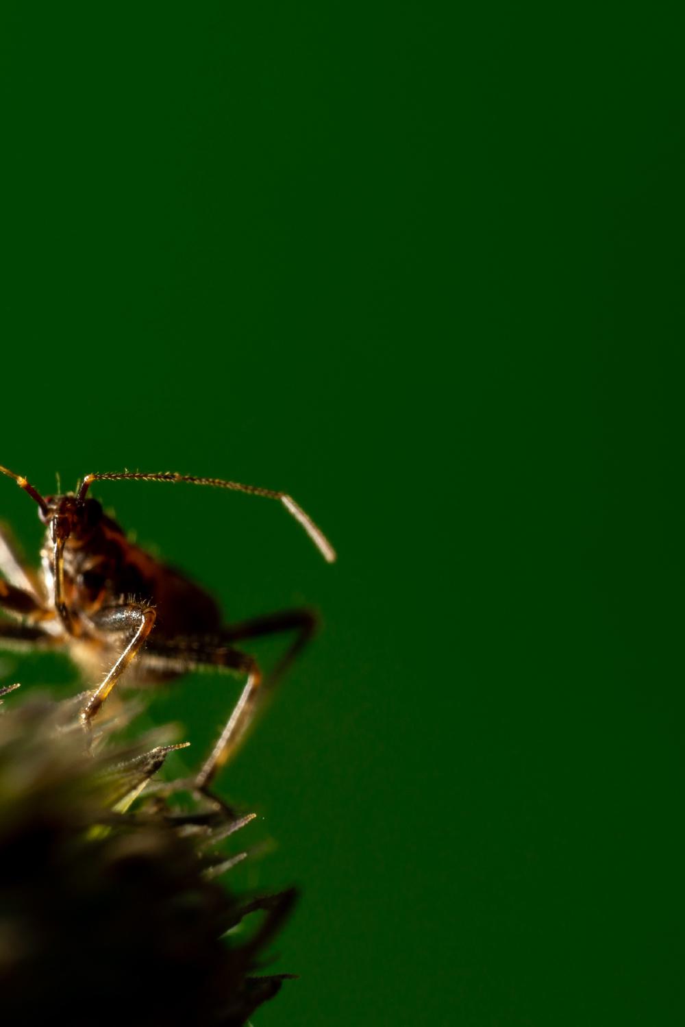 February 9, 2024 – Issue No. 175
– Issue No. 175: “Ant Damselbug“ Ant Damselbug