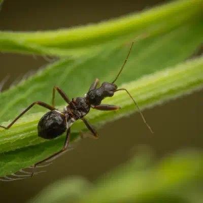 Himacerus mirmicoides