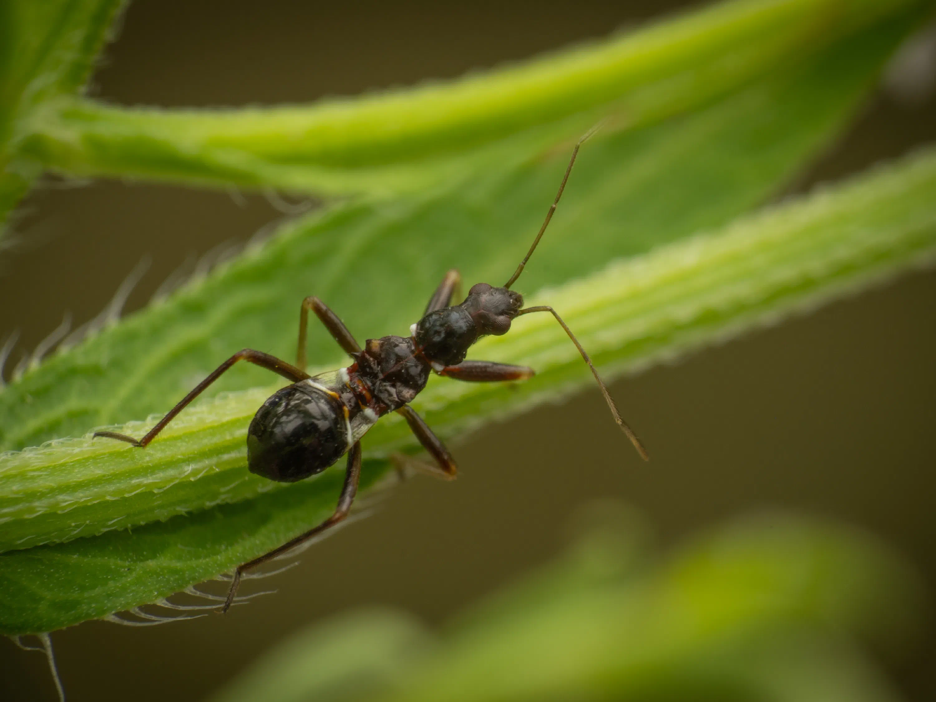 Himacerus mirmicoides