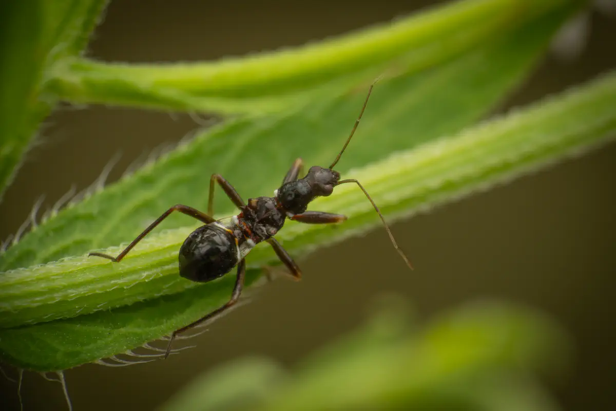 Ant Damselbug – No. 1