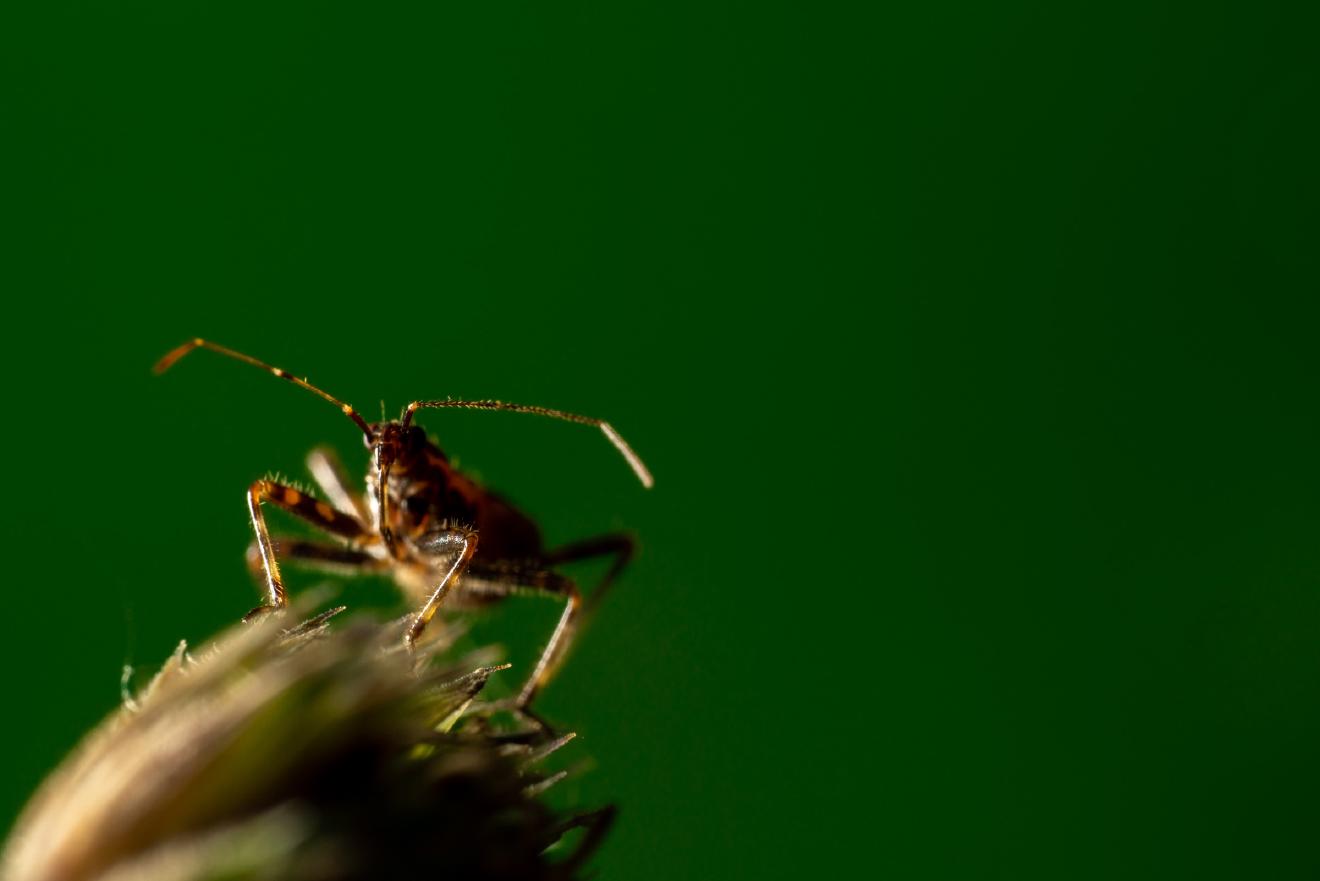 Ant Damselbug – No. 1