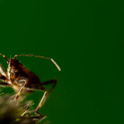Himacerus mirmicoides