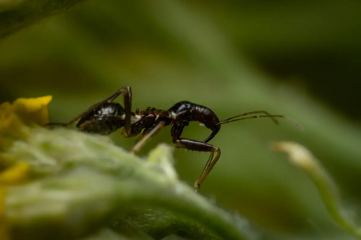 Ant Damselbug
