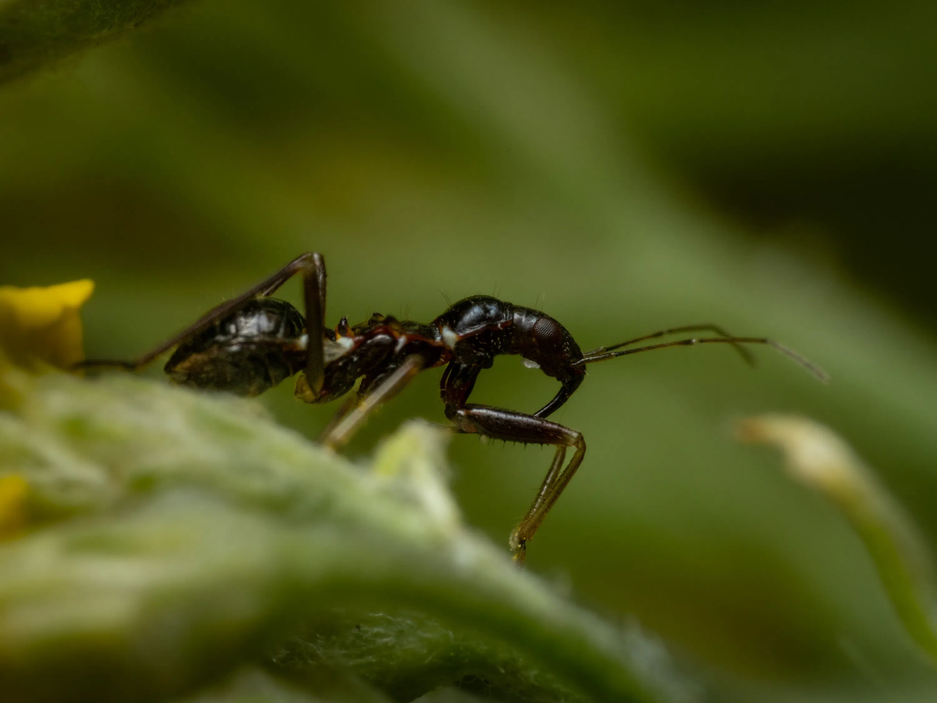 Ant Damselbug