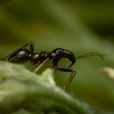 Himacerus mirmicoides