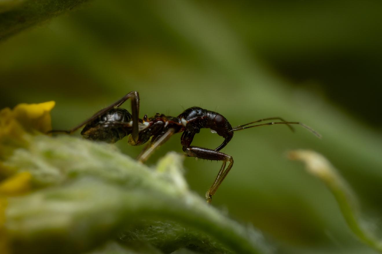 Ameisen-Sichelwanze