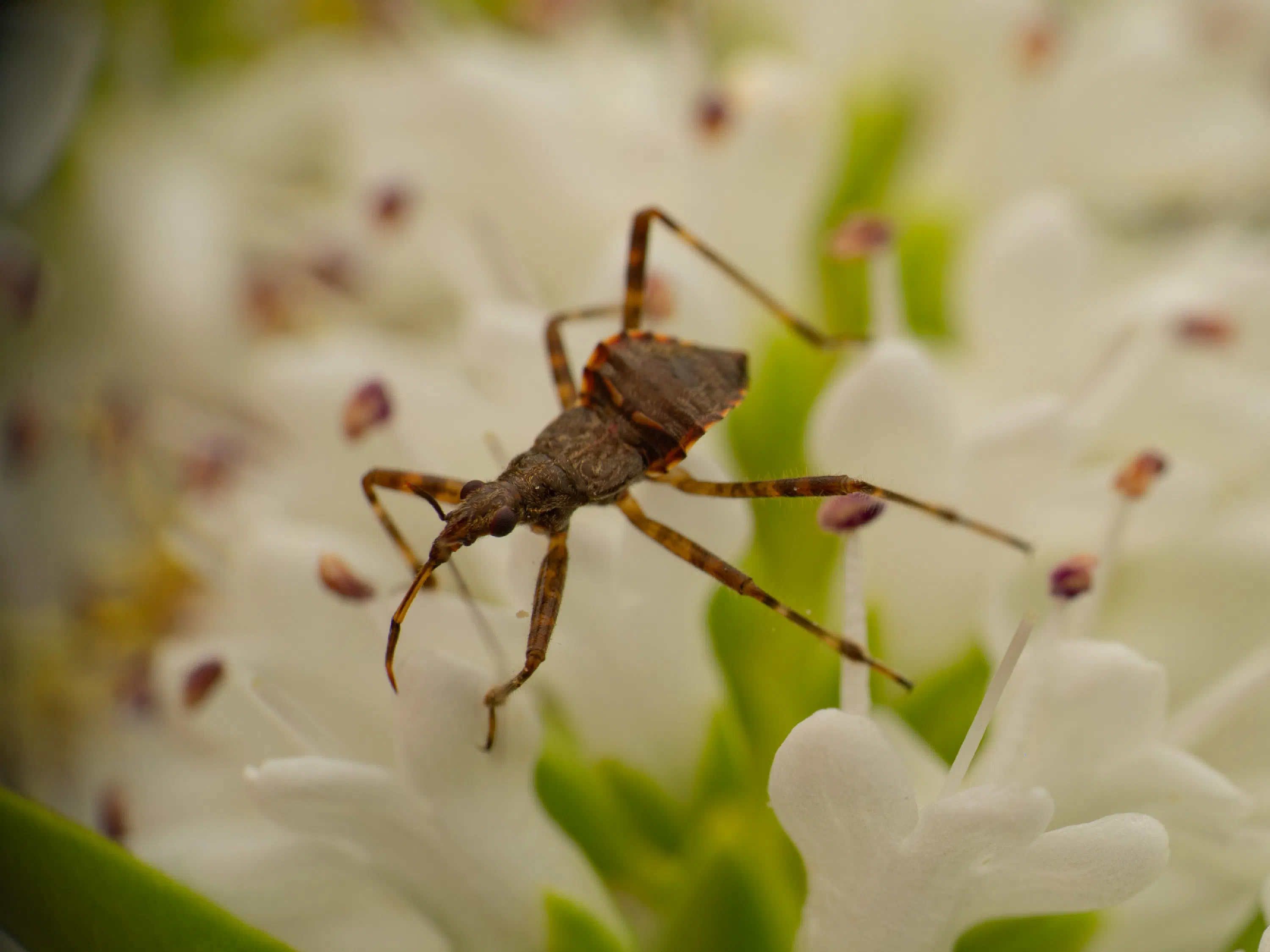 Ant Damselbug
