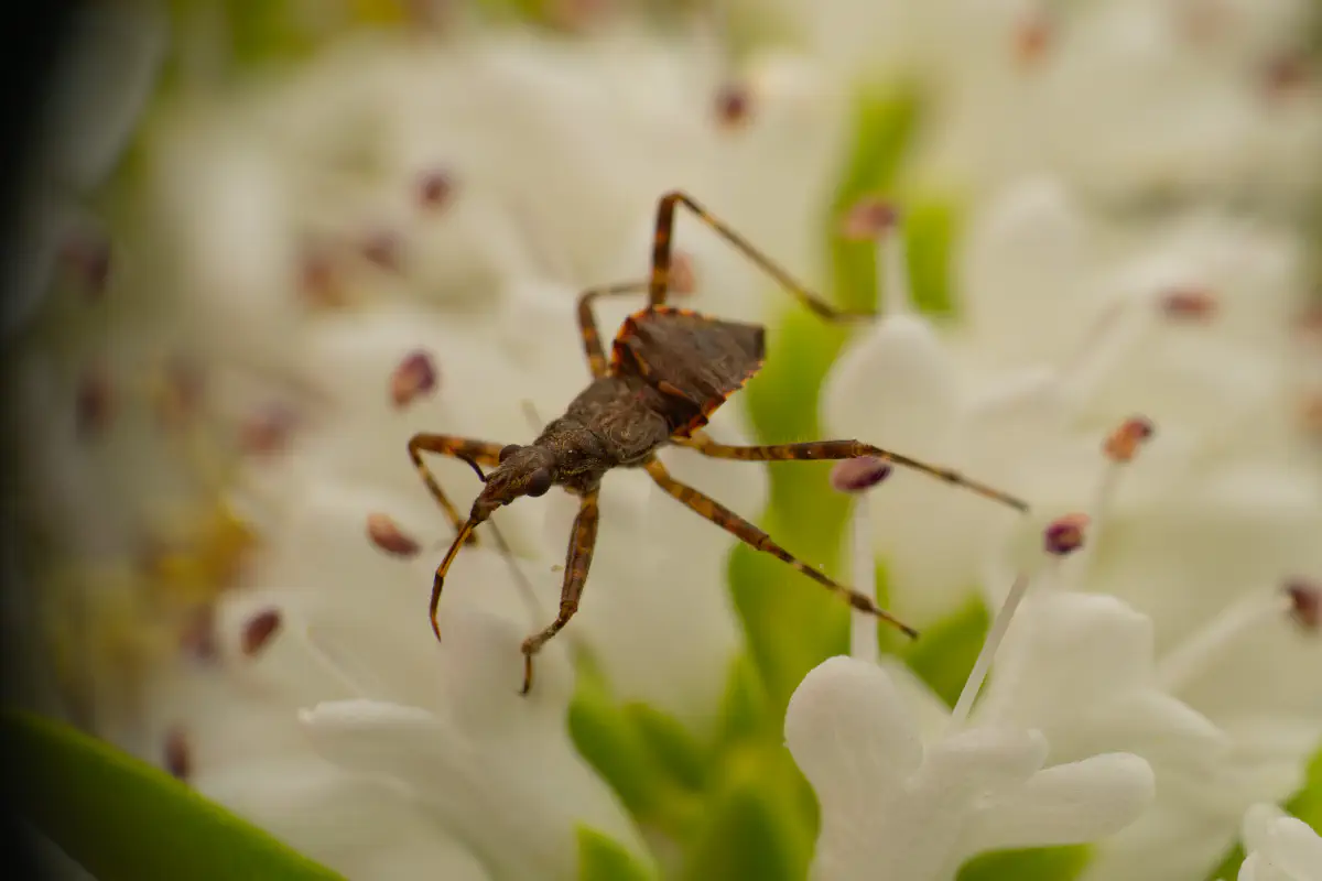 Ant Damselbug – No. 4