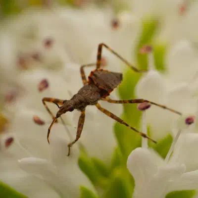 Ant Damselbug