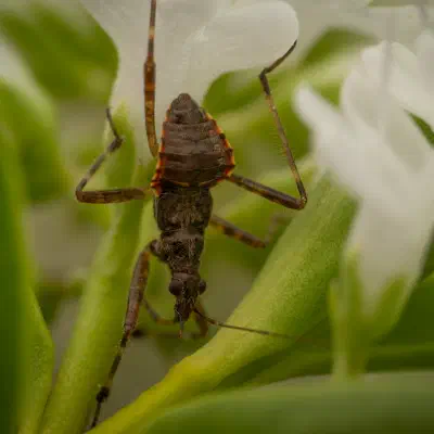 Ant Damselbug