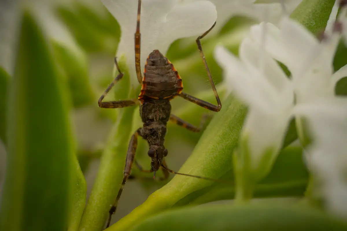 Ant Damselbug – No. 5