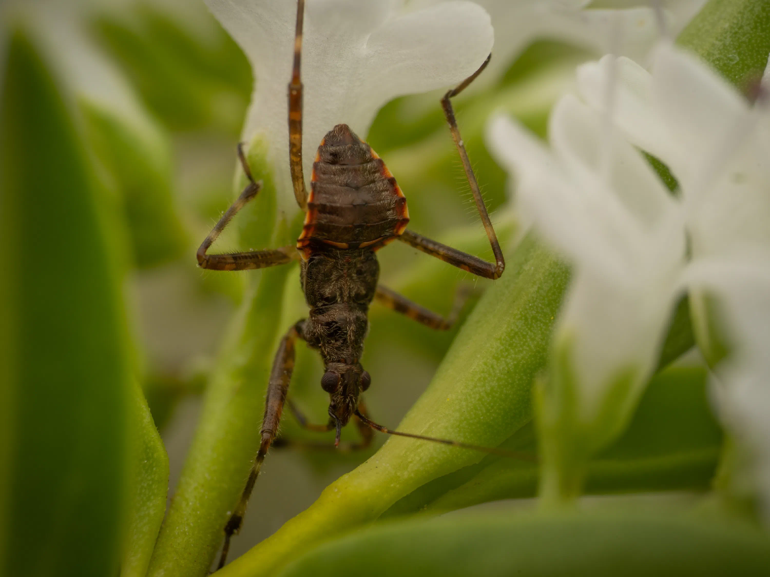 Ant Damselbug