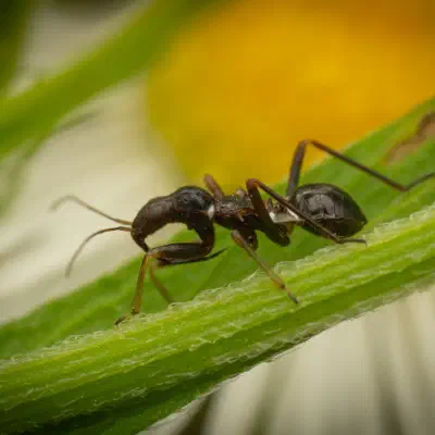 Himacerus mirmicoides